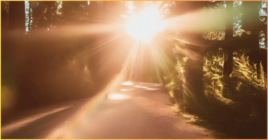 A forest scene with excessive sunlight creating an unwanted lens flare effect in the image.