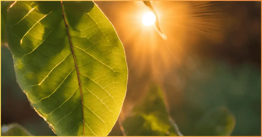 A transparent leaf captured with a beautiful sunrise, showcasing natural lens flare in photography.