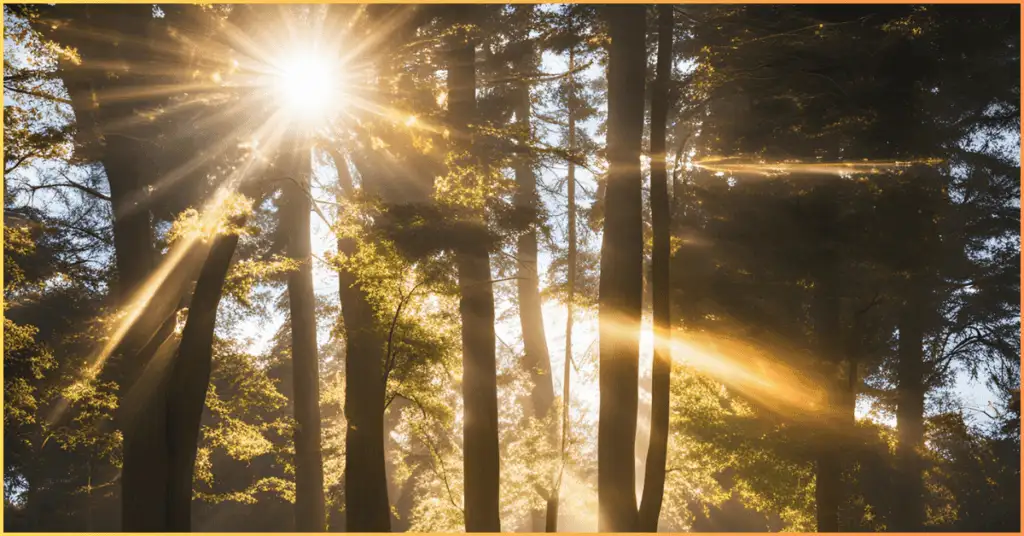 A photograph taken in a forest with sunlight filtering through the trees, creating a lens flare effect.