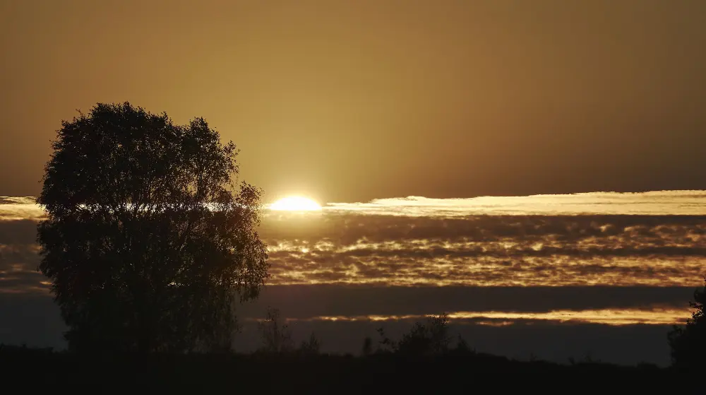 Silhouette of a tree at sunset with dramatic golden hour clouds, captured using Photography