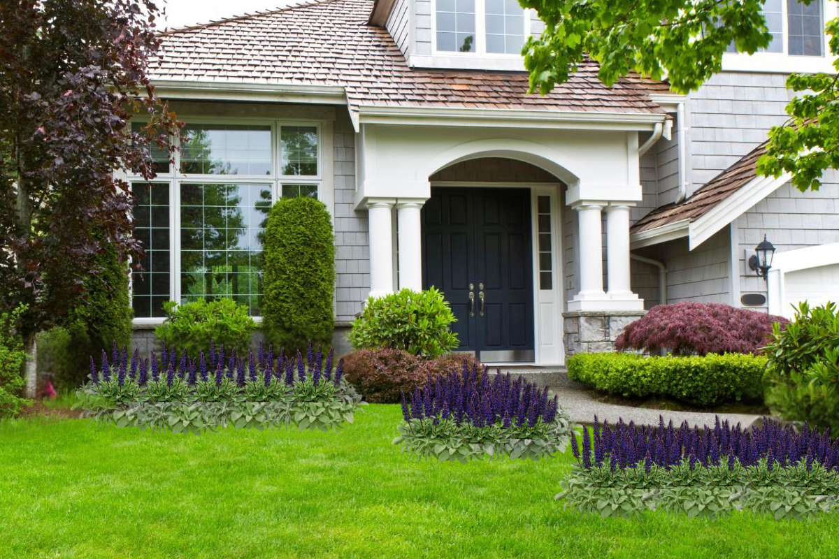 Front yard with repeating purple flowers on green lawn showing one color trick designers use for landscape curb appeal