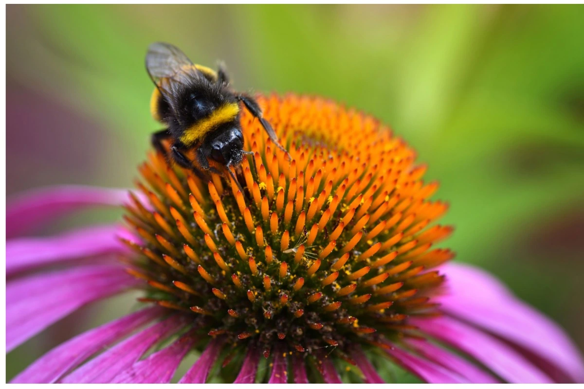 Bumblebee on purple coneflower showing native low-maintenance plants for landscape curb appeal