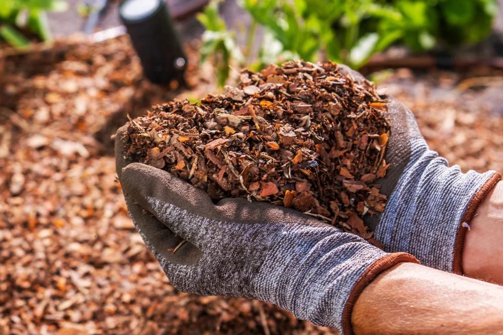 Gardener holding bark mulch to refresh your mulch the right way for landscape curb appeal